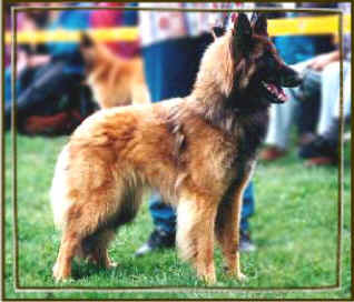 Nenice v. Gldenwerth