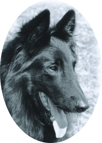 Bandit vom waldeckerland