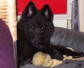 Ayumi de Geracao nova