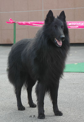 Gimba vom Frankentor