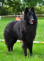 Gimba vom Frankentor