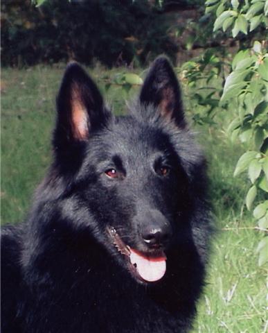 Rye vom scharzen Ulan