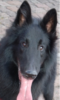 Boss-Bilu von der schwarzen Wolfsangel