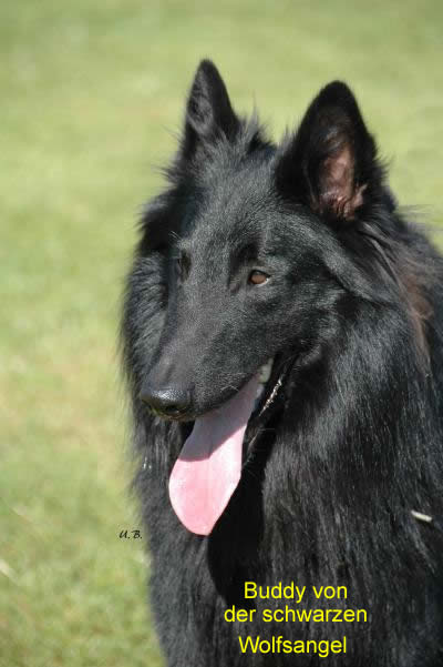 Buddy von der schwarzen Wolfsangel