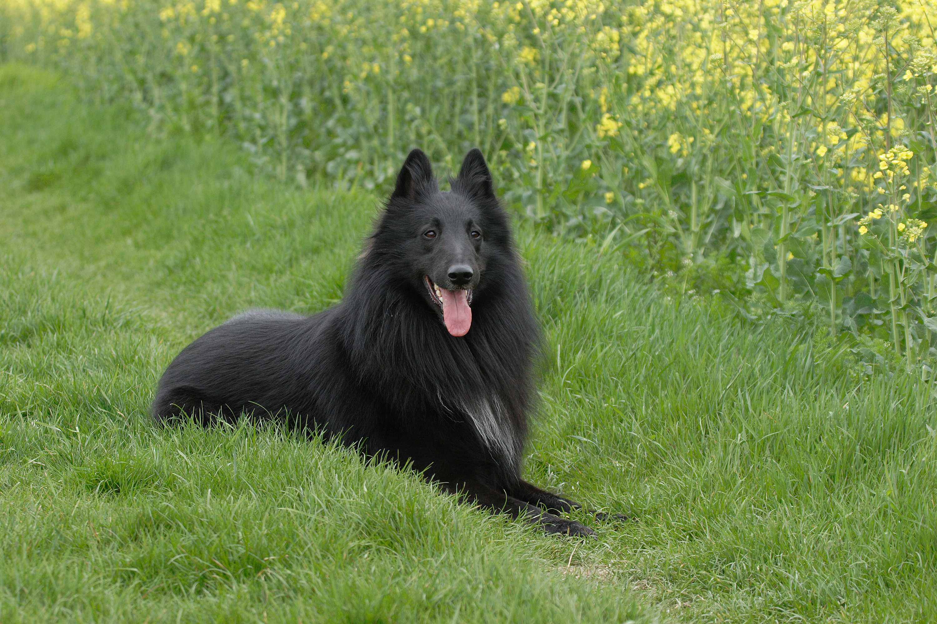 Drago v. der Wahnbachwiese