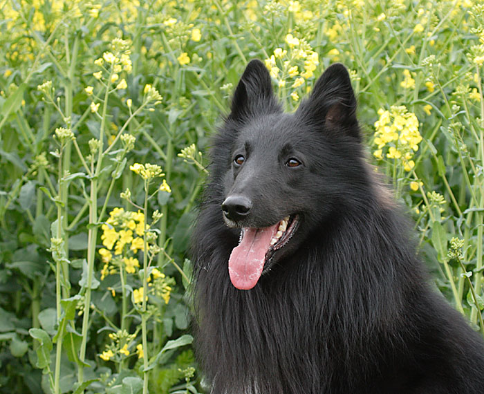 Drago v. der Wahnbachwiese